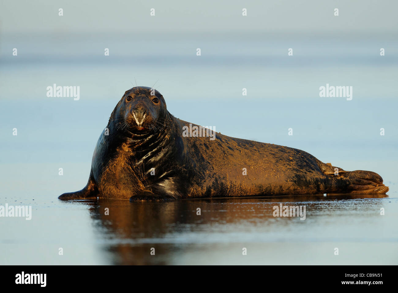 Large seal hi-res stock photography and images - Alamy