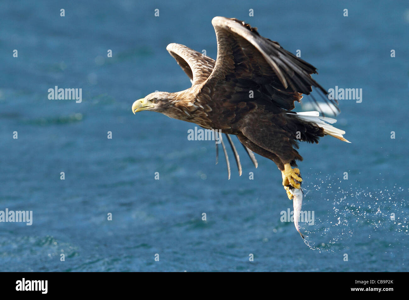 White Tailed Sea Eagle, Portree, Skye catching fish from sea, photographed from boat Stock Photo