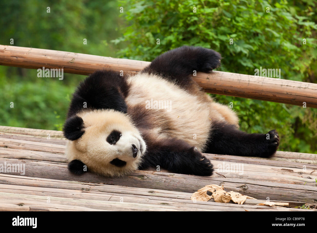 Baby panda sleeping hi-res stock photography and images - Alamy