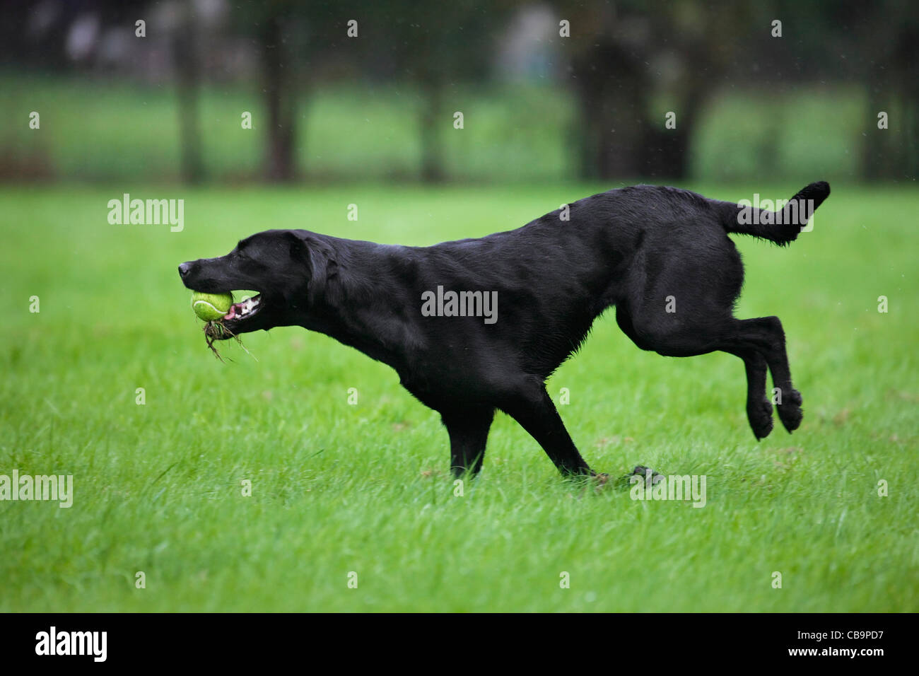 Black labrador playing fetch ball hires stock photography and images