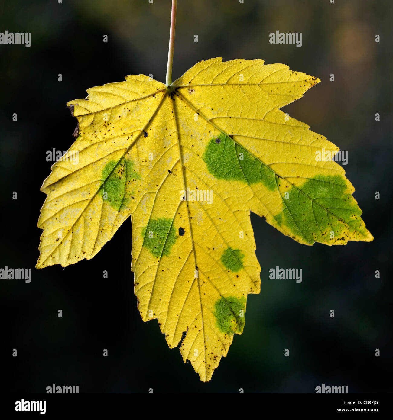 Yellow Maple leaf hanging from tree in autumn, Belgium Stock Photo