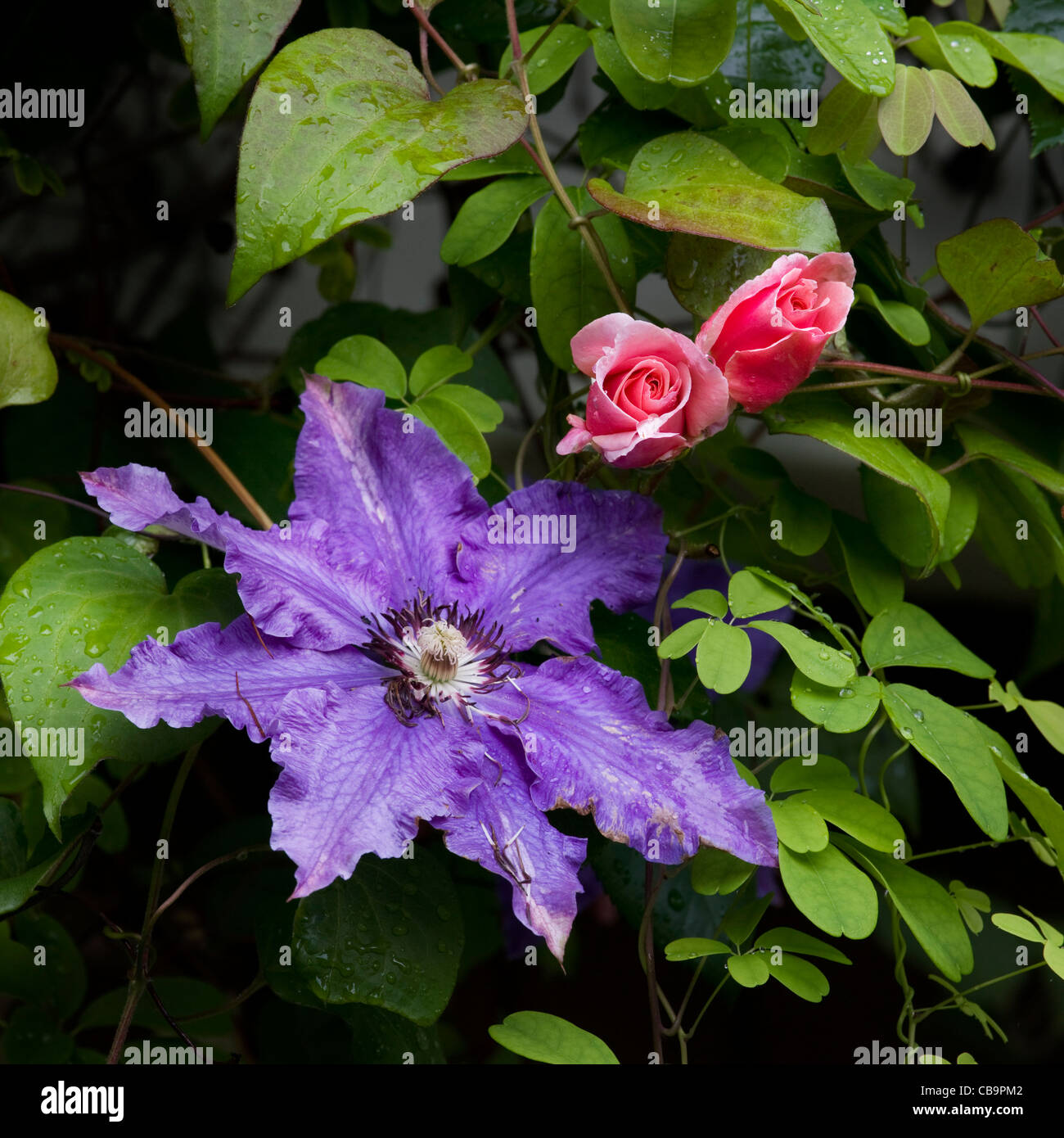 Clematis The President and Aloha rose in garden Stock Photo