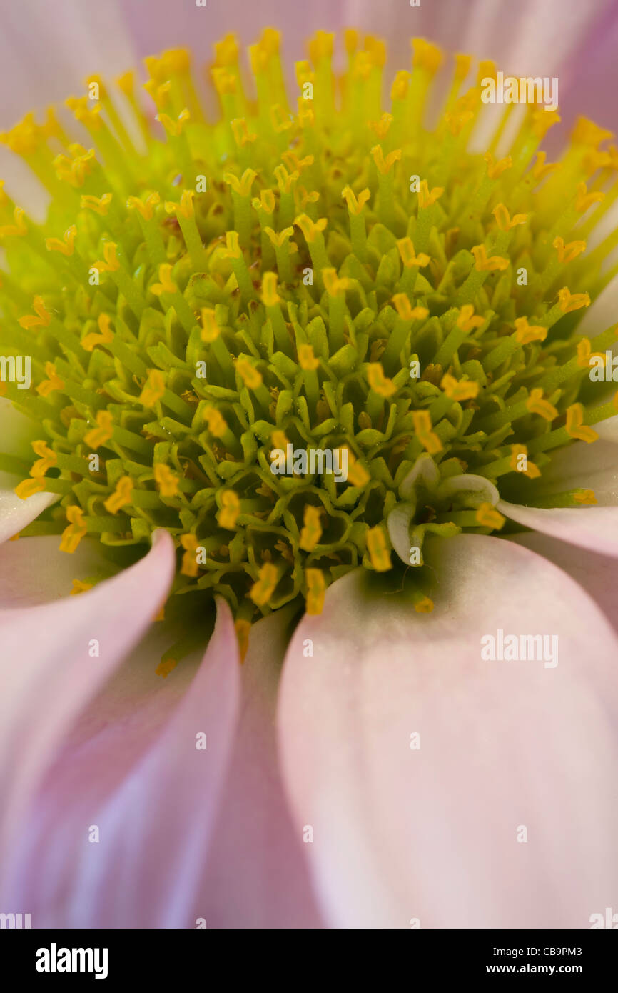 purple flower close up Stock Photo - Alamy