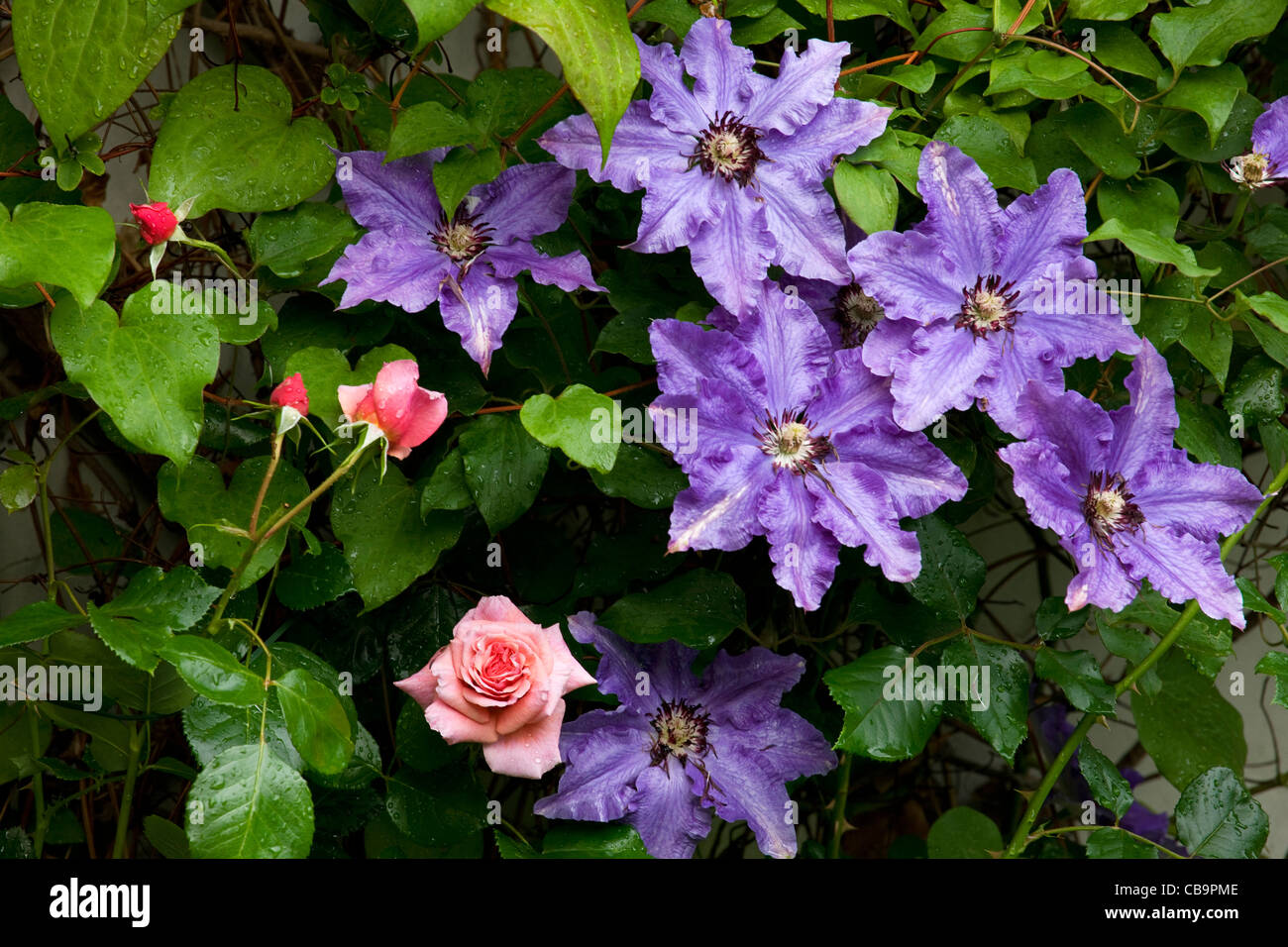 Clematis The President and Aloha rose in garden Stock Photo