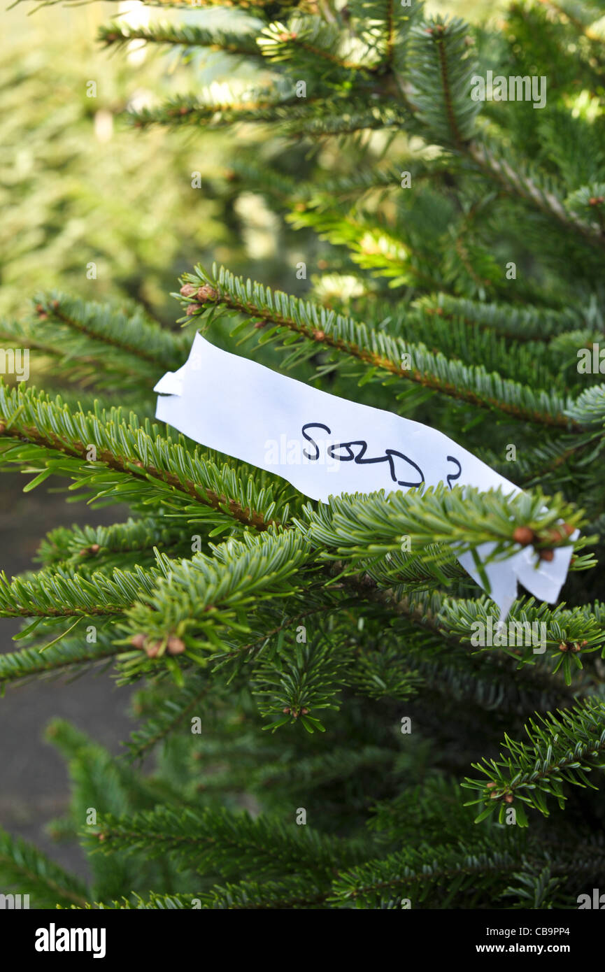 Sold ticket on a Nordman Fir Christmas tree at a garden centre Stock Photo