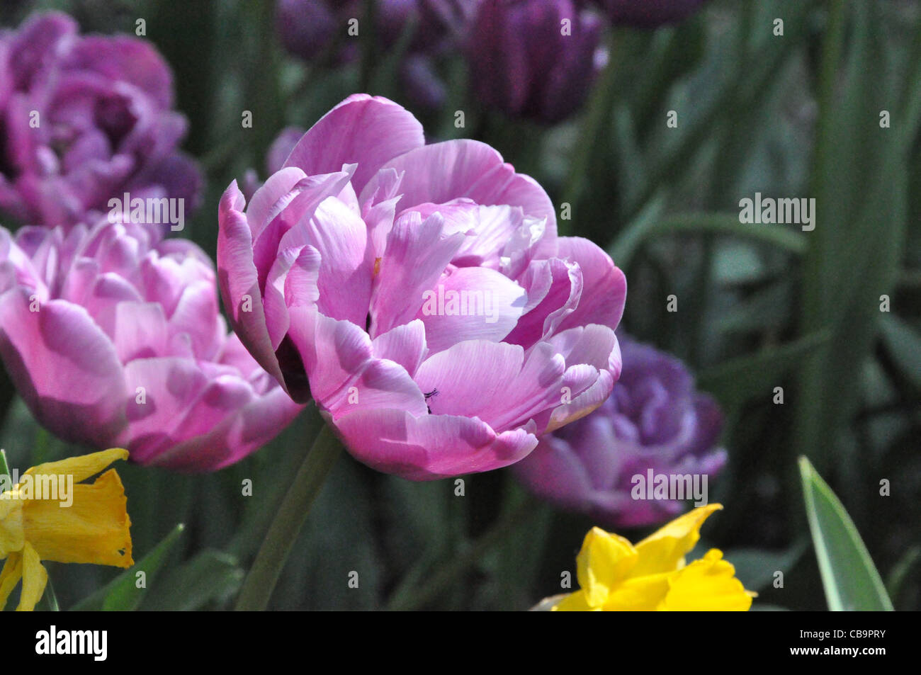 Tulpen im Frühling Stock Photo