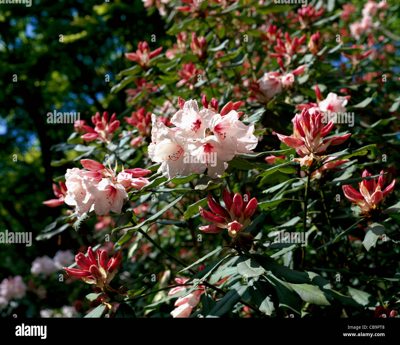 Pale Pink Rhododendron Stock Photo