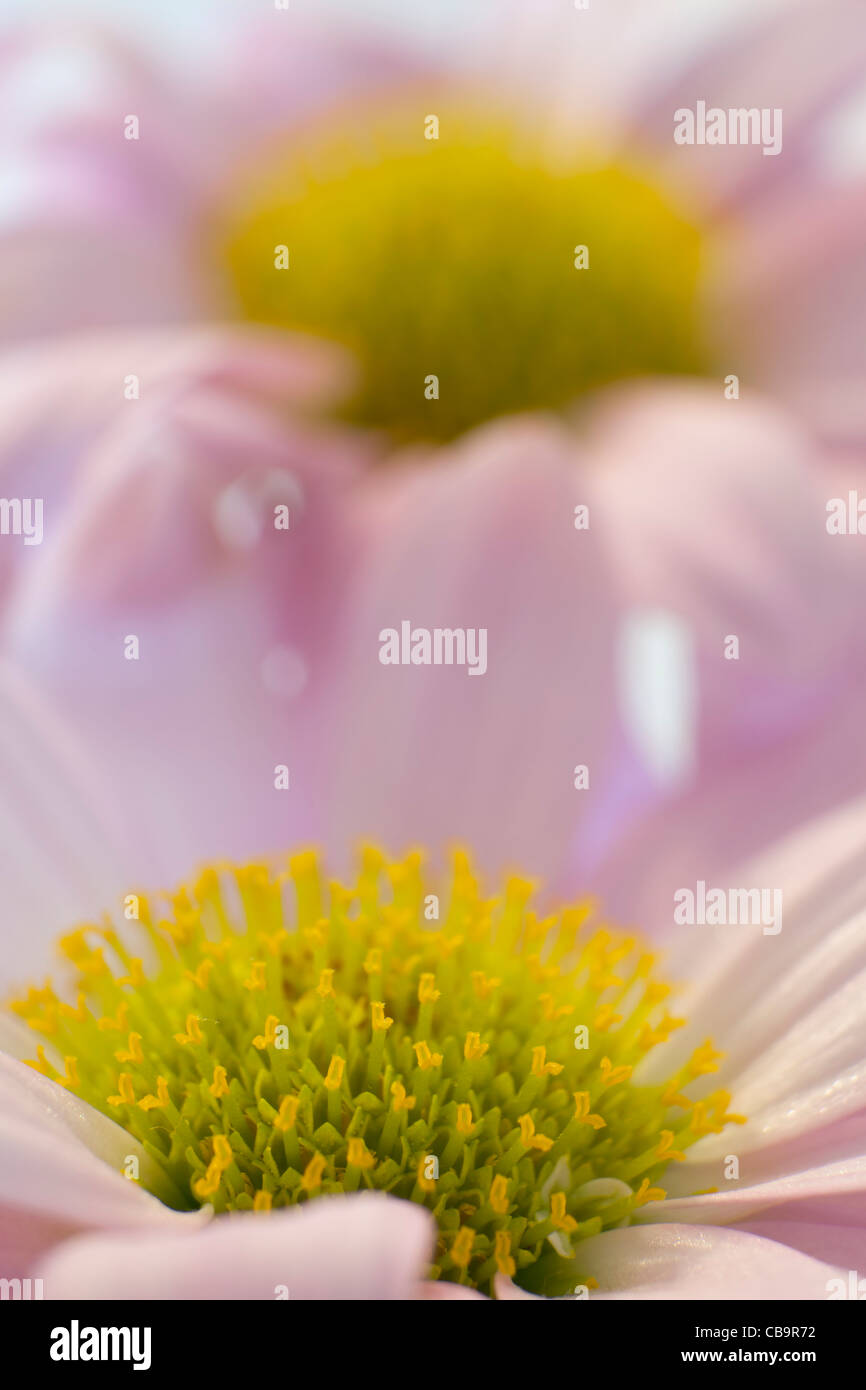 purple flower close up Stock Photo - Alamy