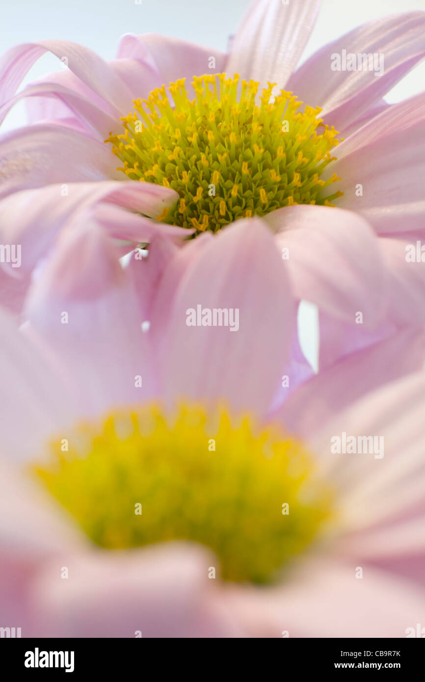 purple flower close up Stock Photo - Alamy
