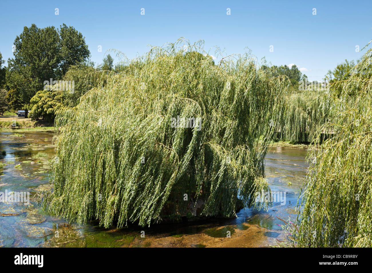 Willow trees growing on tiny islands in a river Stock Photo