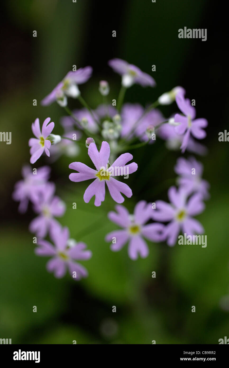 Closeup of purple flowers Stock Photo