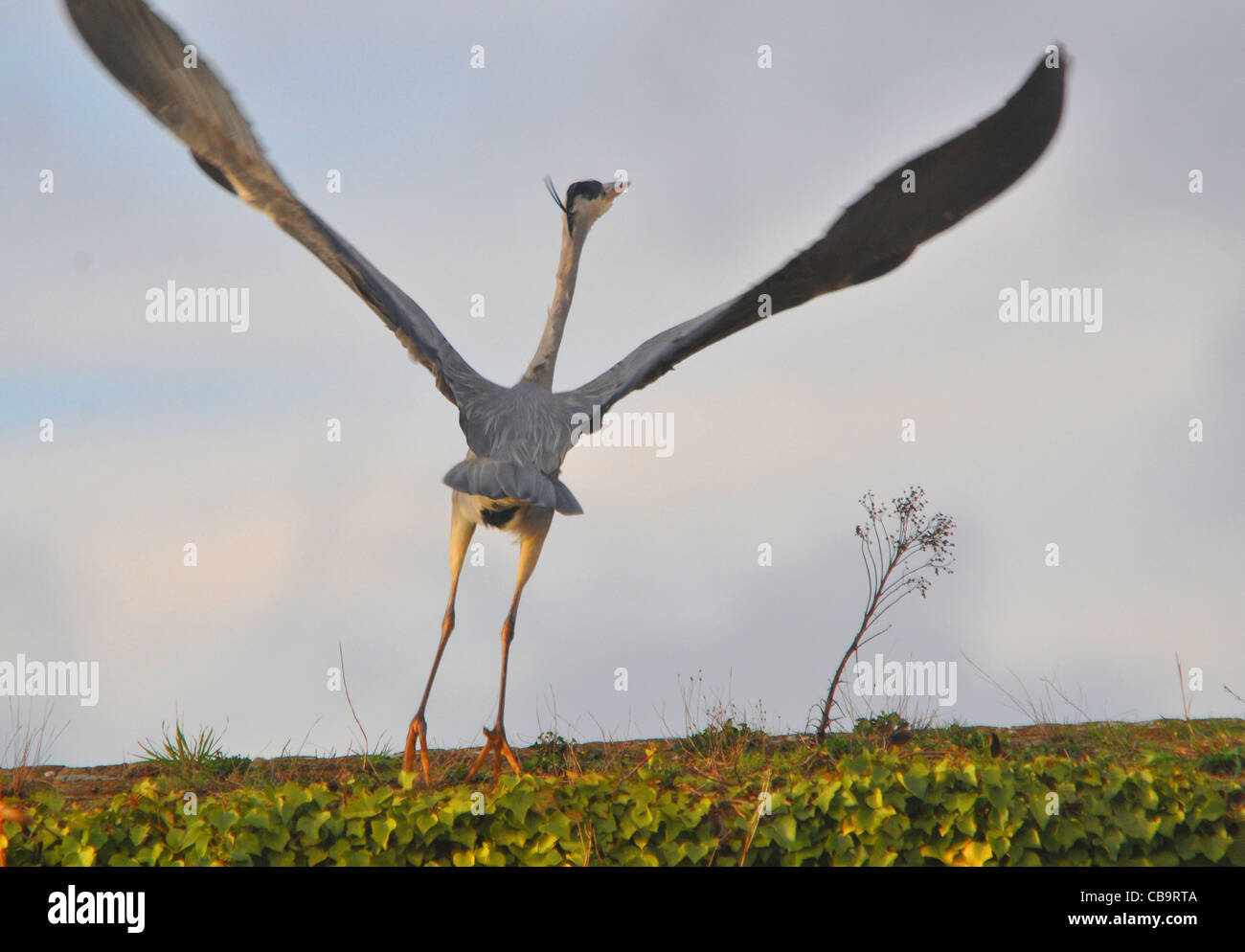 A GREY HERON TAKES FLIGHT AT FORT BROCKHURST, GOSPORT, HAMPSHIRE. Stock Photo