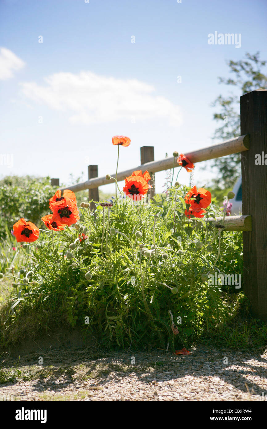 Giant Poppies Roadside Norfolk UK Stock Photo Alamy