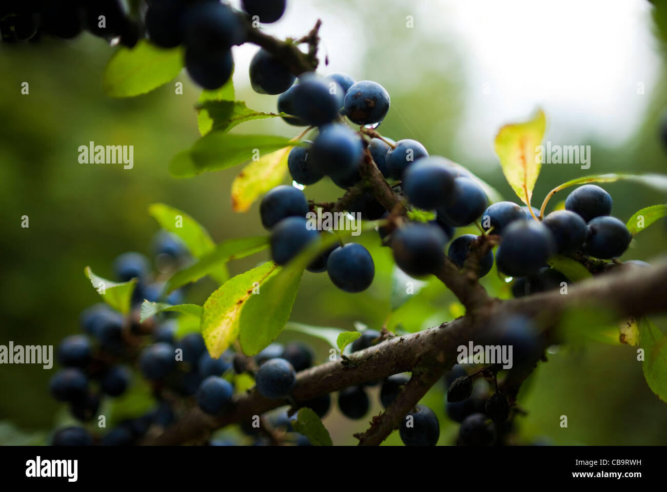 Wild Damson growing on the Banks of the Slane Canal, County Meath, Ireland Stock Photo
