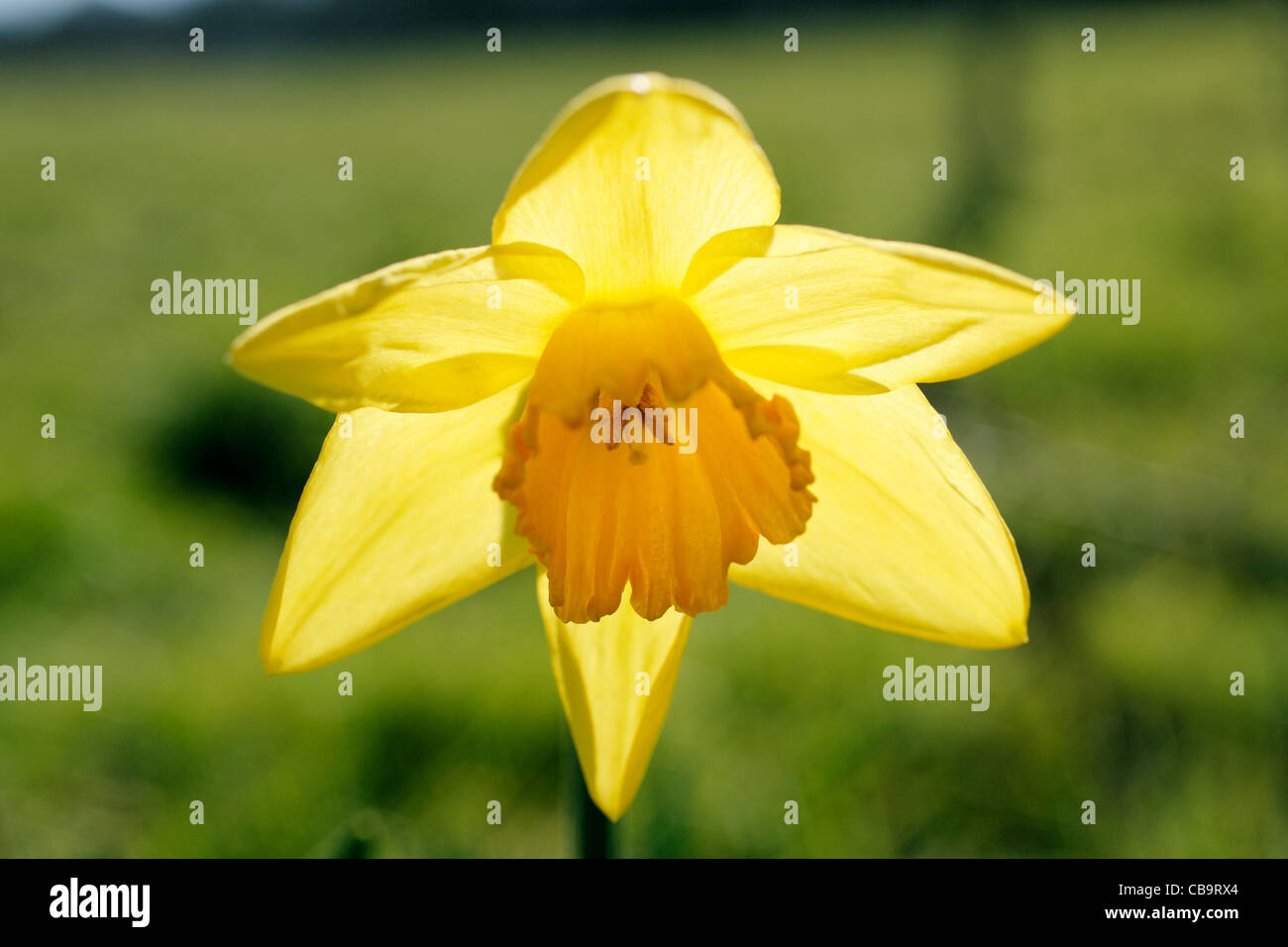 Daffodils in Spring Sunshine, UK Stock Photo
