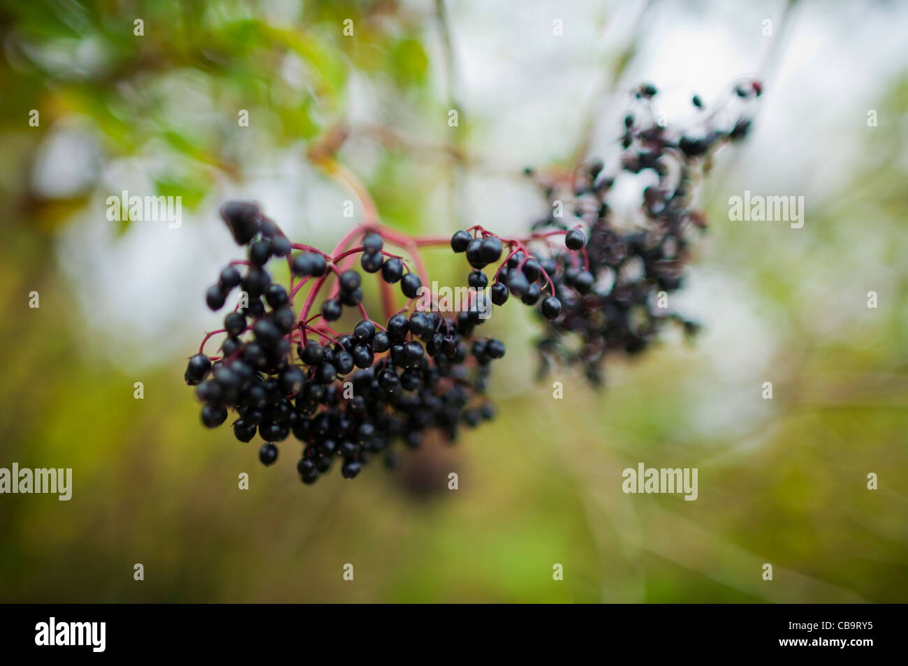 Elderberries Growing on the Banks of the Slane Canal, County Meath, Ireland Stock Photo