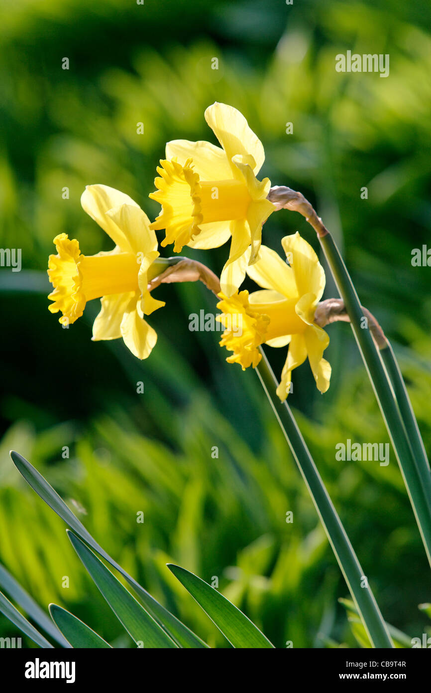Daffodils in Spring Sunshine, UK Stock Photo