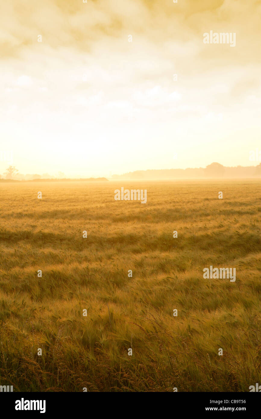 Brilliant Summer Dawn, Barley Fields, Norfolk, UK Stock Photo