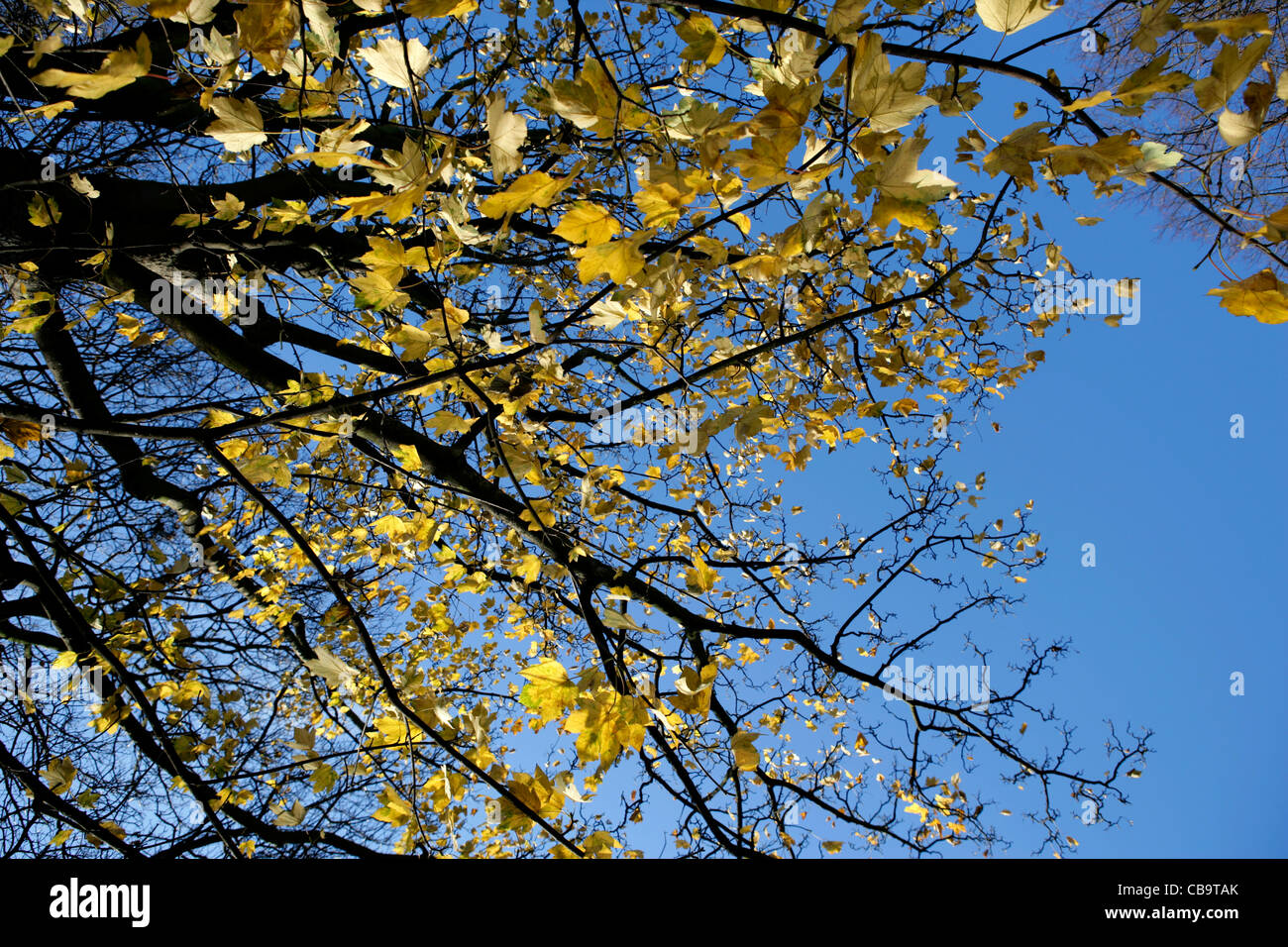 Autumnal Leaves Stock Photo