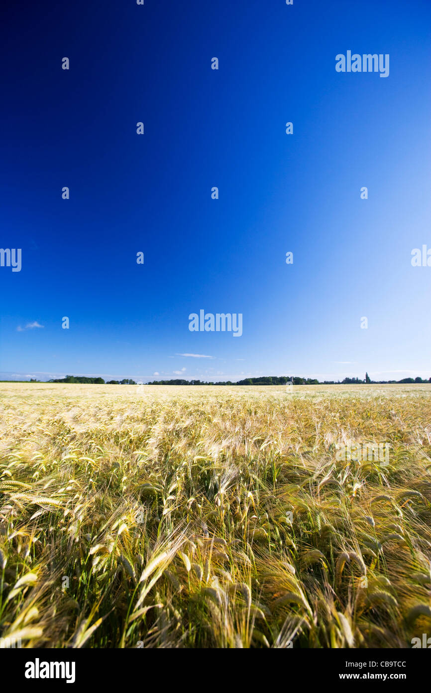 Barley Field Stock Photo