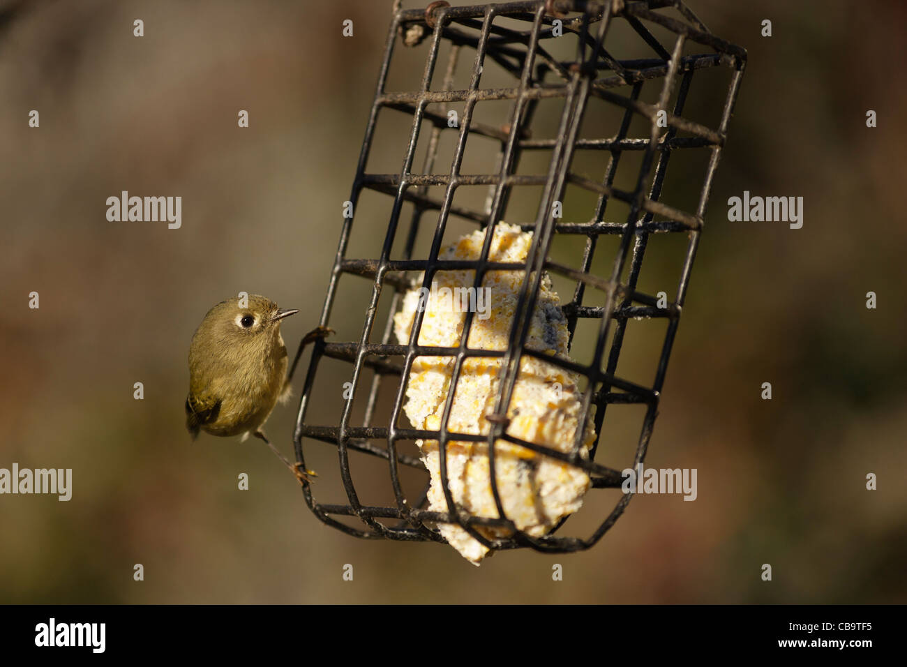 Rubycrowned kinglet feeding at suet feederVictoria, British Columbia