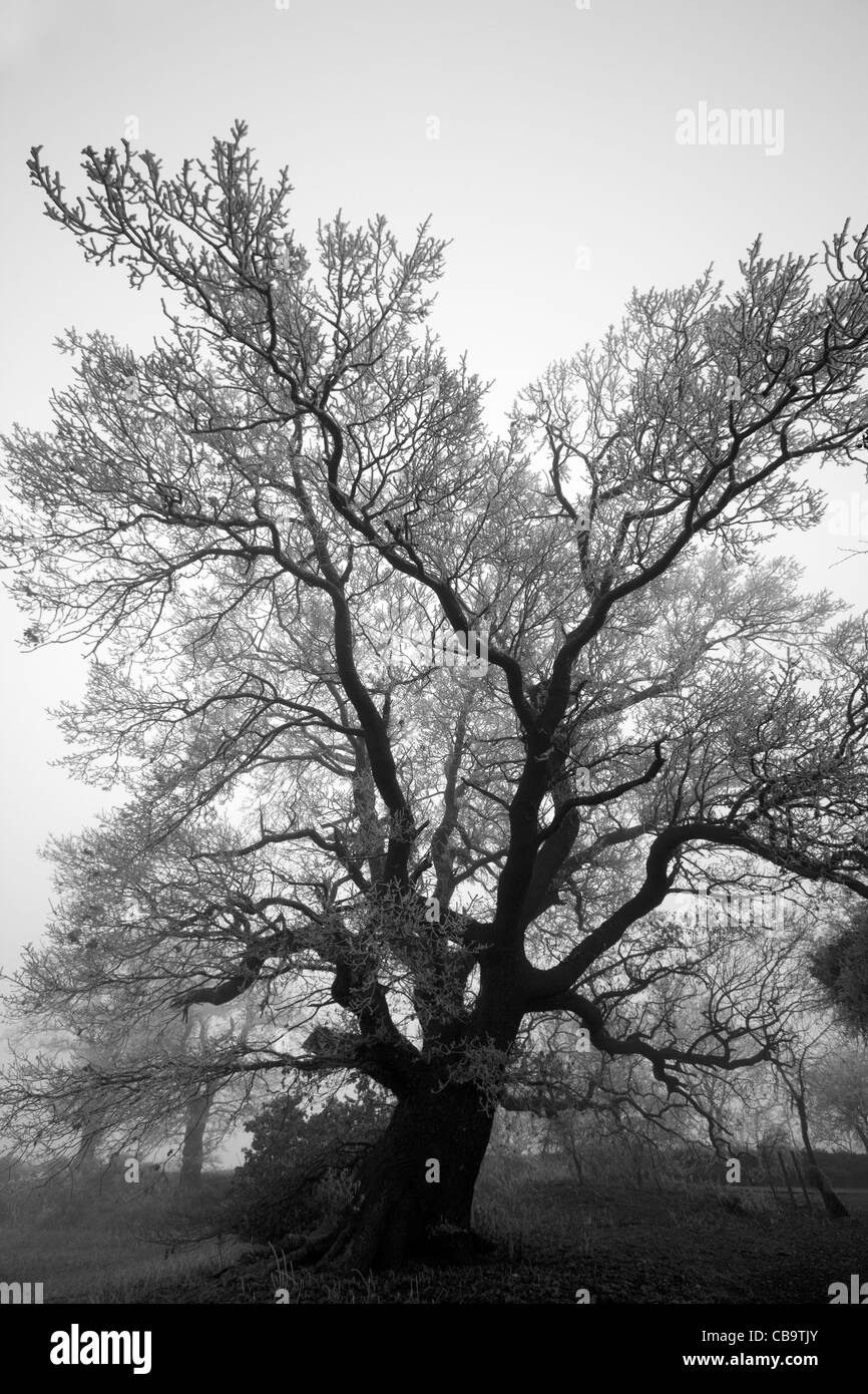 Monochrome Mature Oak Covered in Hoar Frost, Norfolk, UK Stock Photo