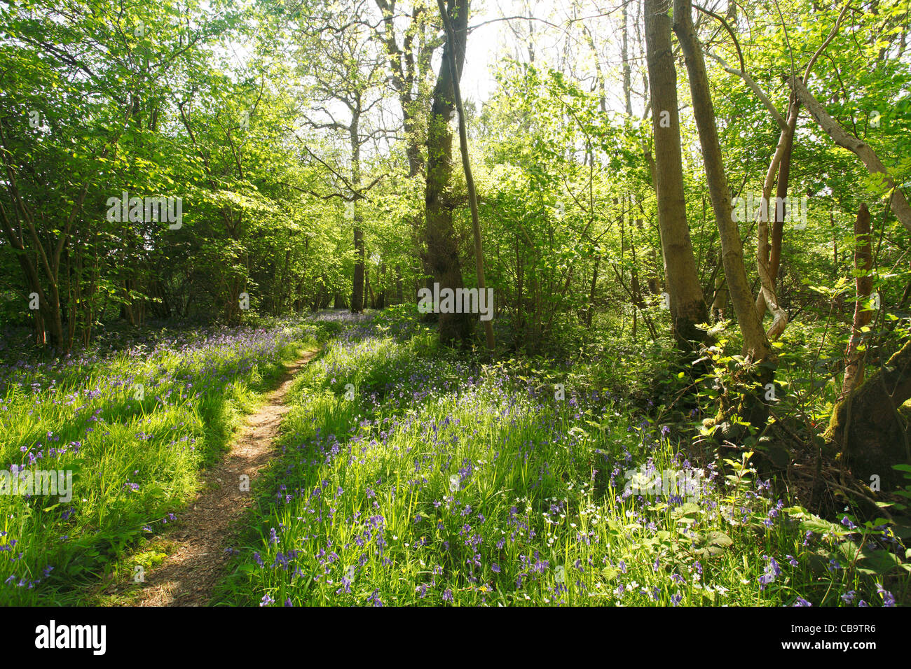 Bluebells in Forest Clearing Norfolk Stock Photo