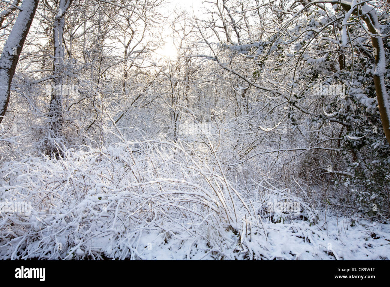Snow Coated Forest Stock Photo