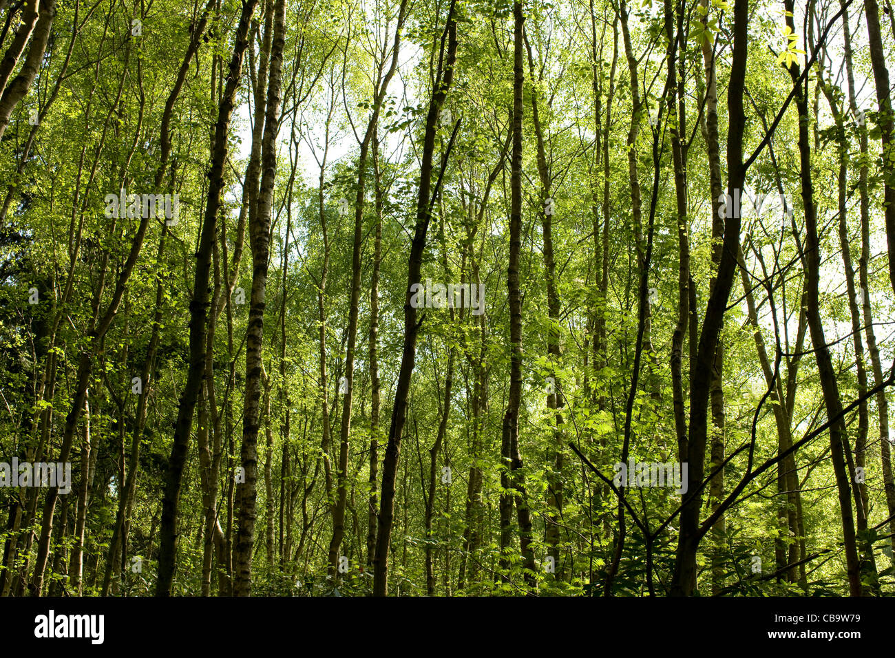 Spring, Blue Boar Woods, Norwich, Norfolk, UK Stock Photo