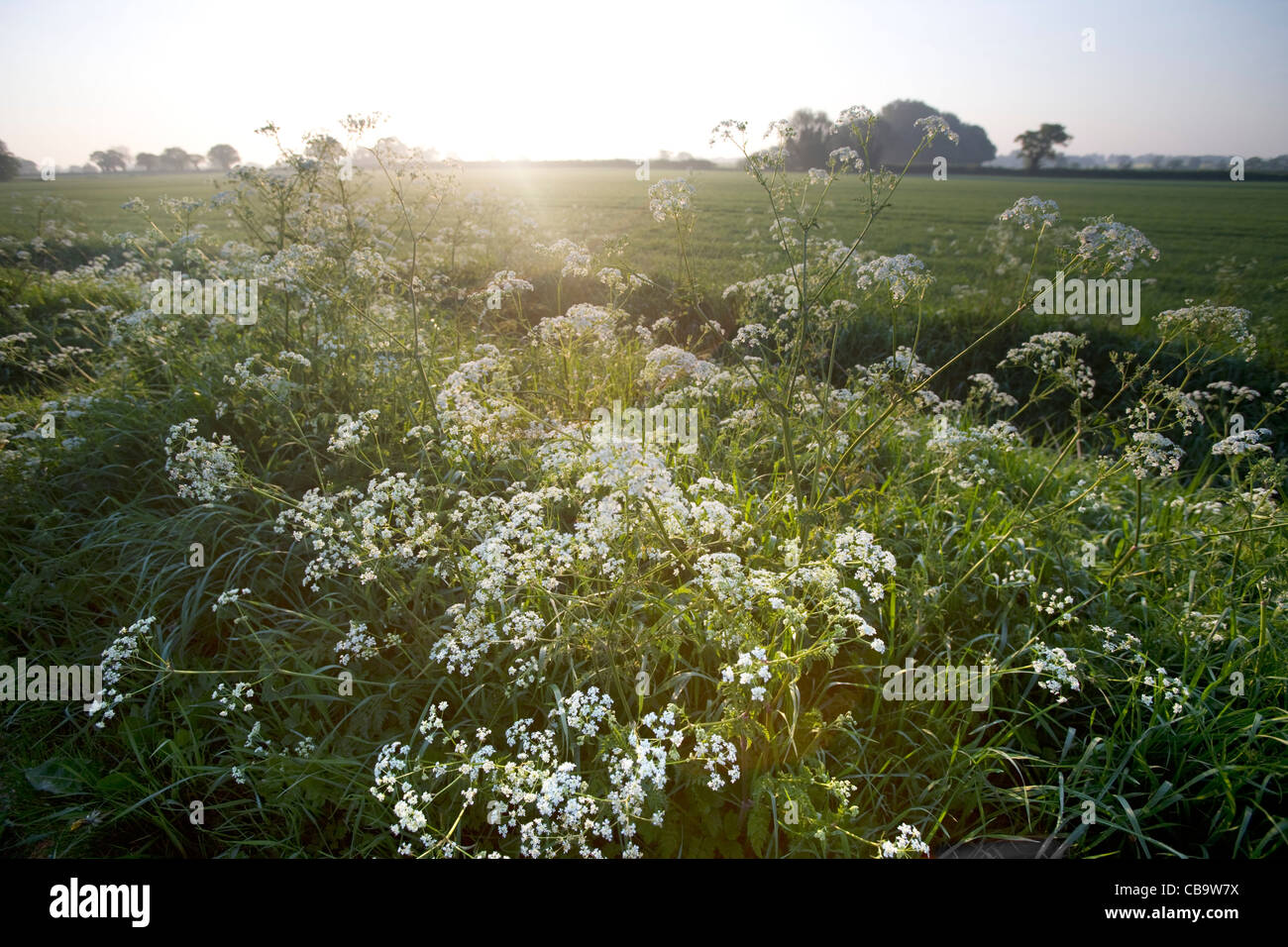 Cow Parsley, Anthriscus sylvestris, Early Summer Dawn, Norfolk, UK Stock Photo