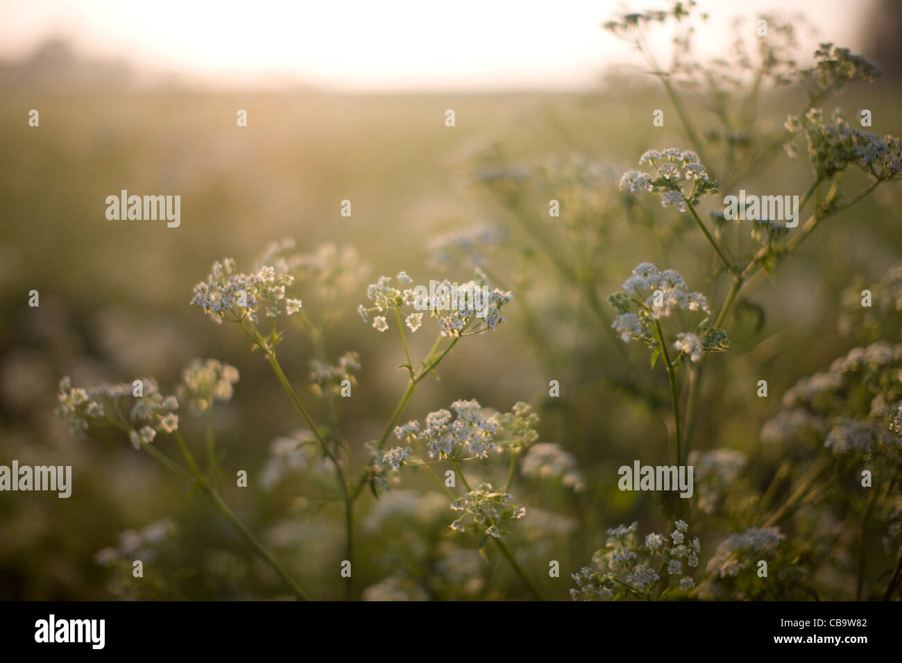 Cow Parsley, Anthriscus sylvestris, Early Summer Dawn, Norfolk, UK Stock Photo