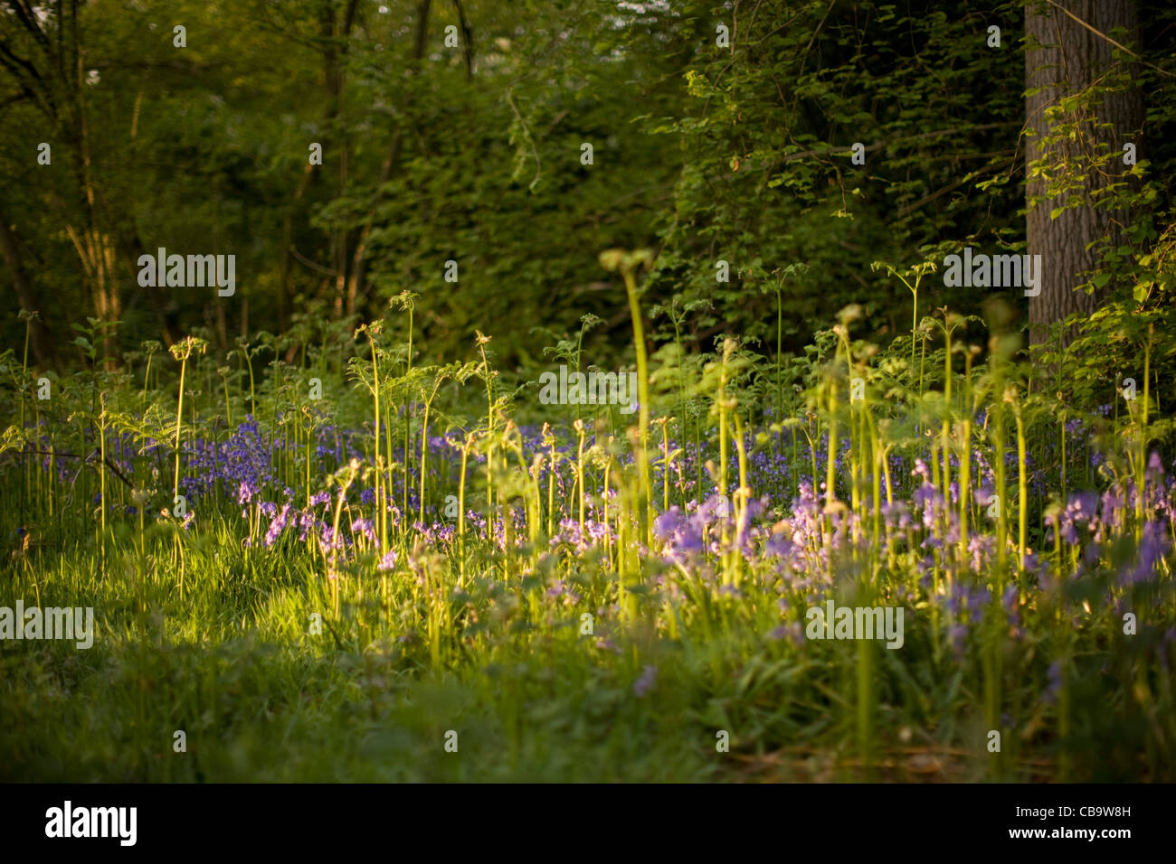 Bluebells, Wayland Wood, Norfolk, UK Stock Photo