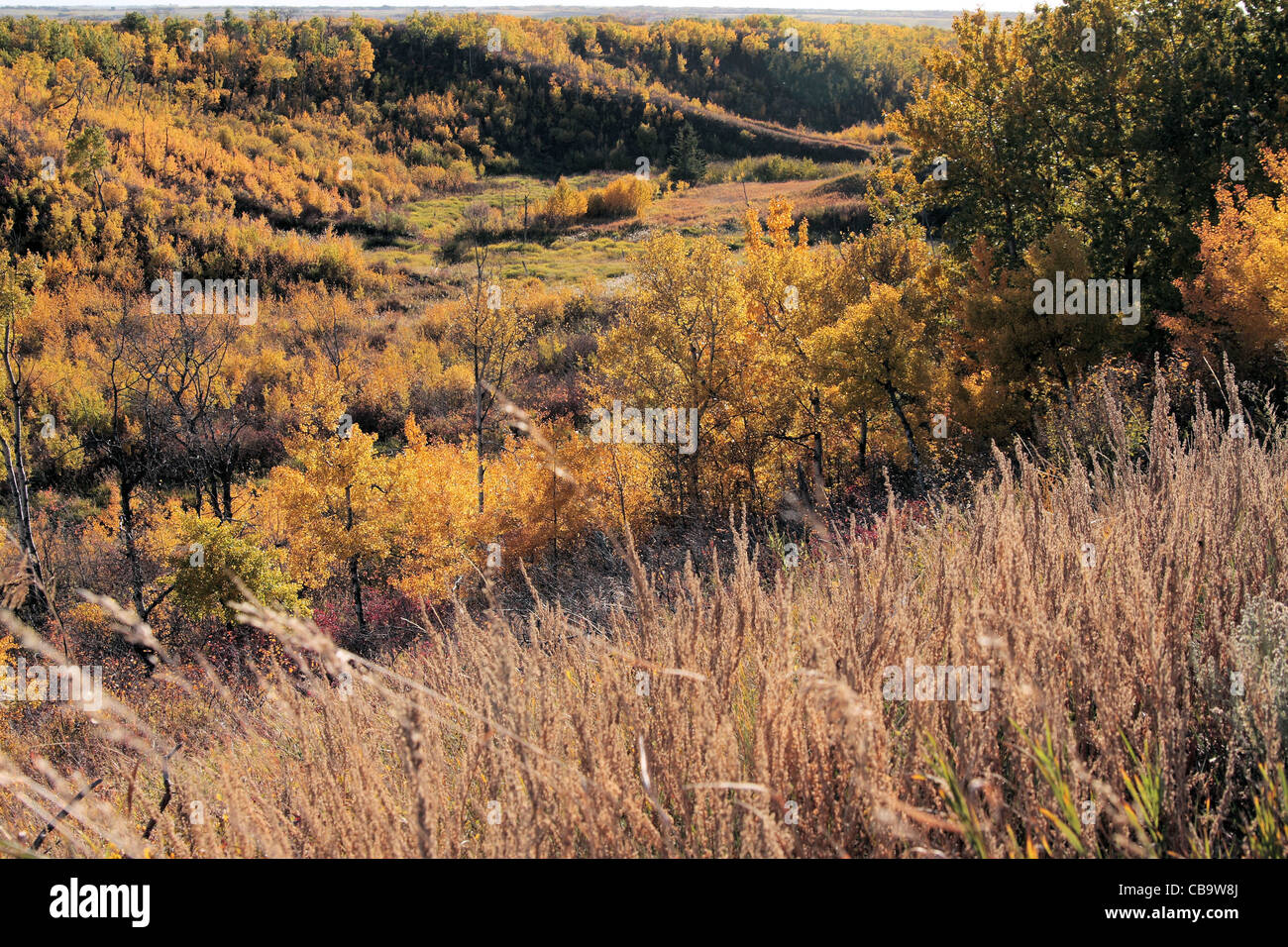 Fall colors in a prairie coulee. Stock Photo