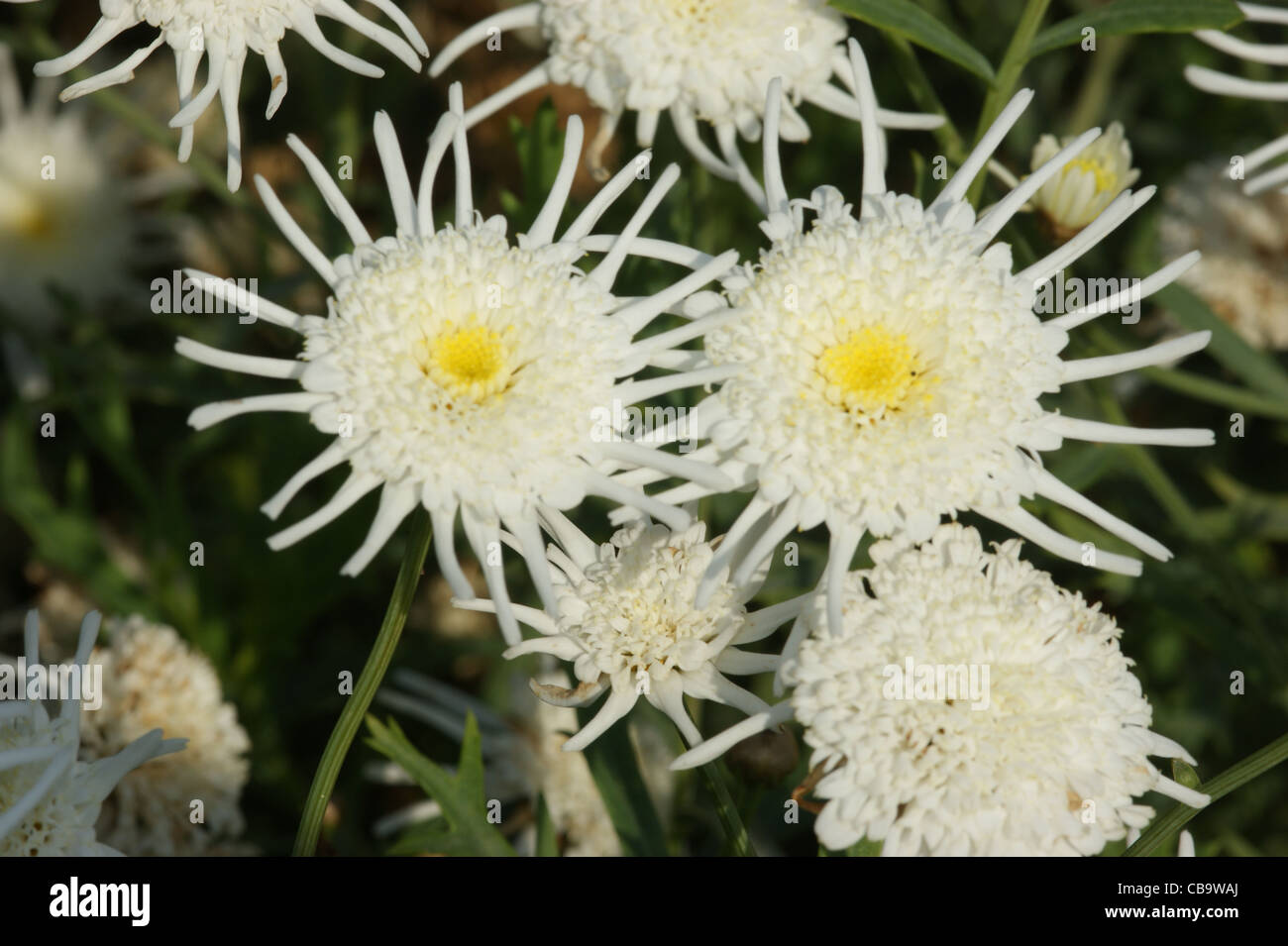 Argyranthemum 'Starlight' Stock Photo