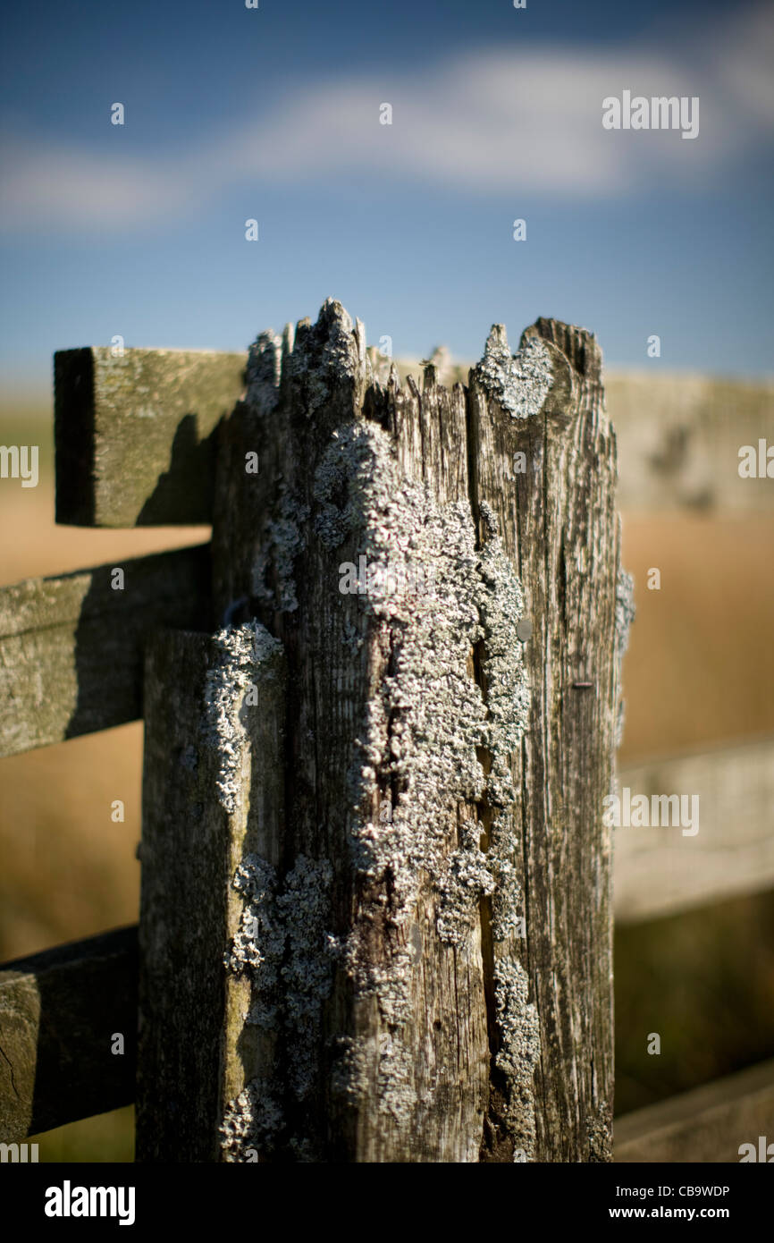 Lichen on Broken Fence, Carter Bar, Northumberland, UK Stock Photo