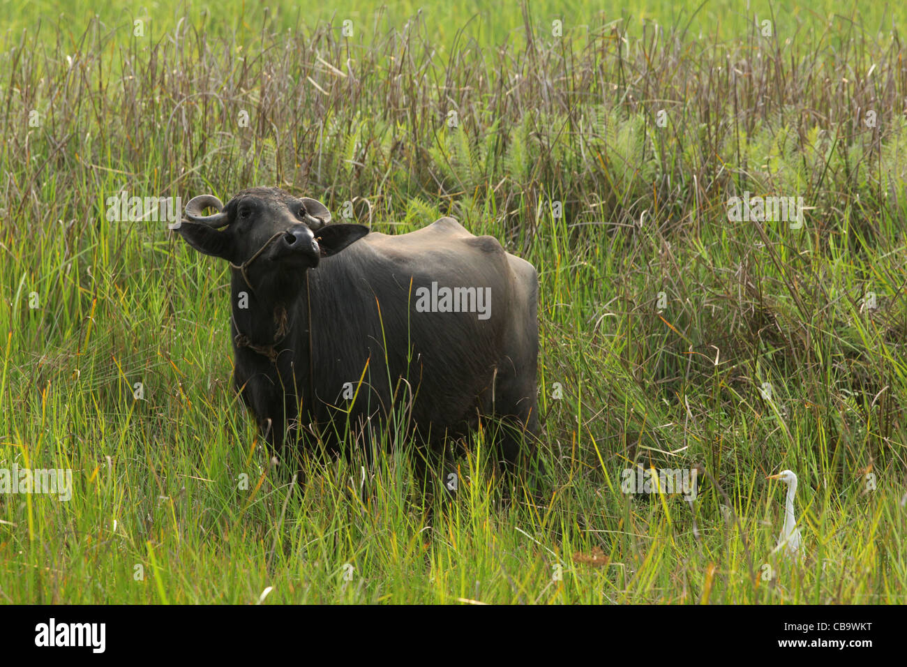 Indian Beauty High Resolution Stock Photography and Images - Alamy