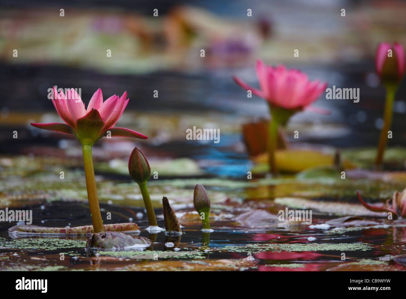 Lotus flower (nelumbo nucifera) in Central Park, New York City Stock Photo