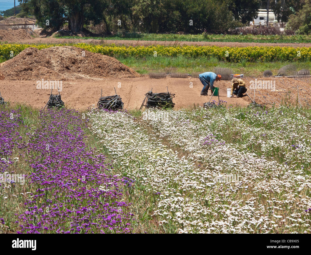 Two flower field workers stoop down while working in the middle of a ...