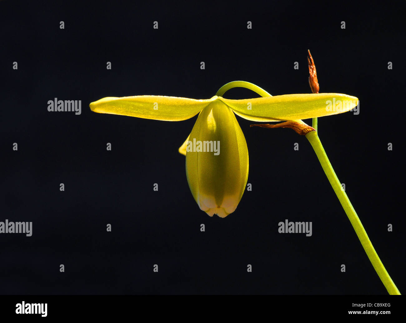 Albuca (Ornithogalum) flower with outer three tepals opened wide, while inner three always remain closed Stock Photo
