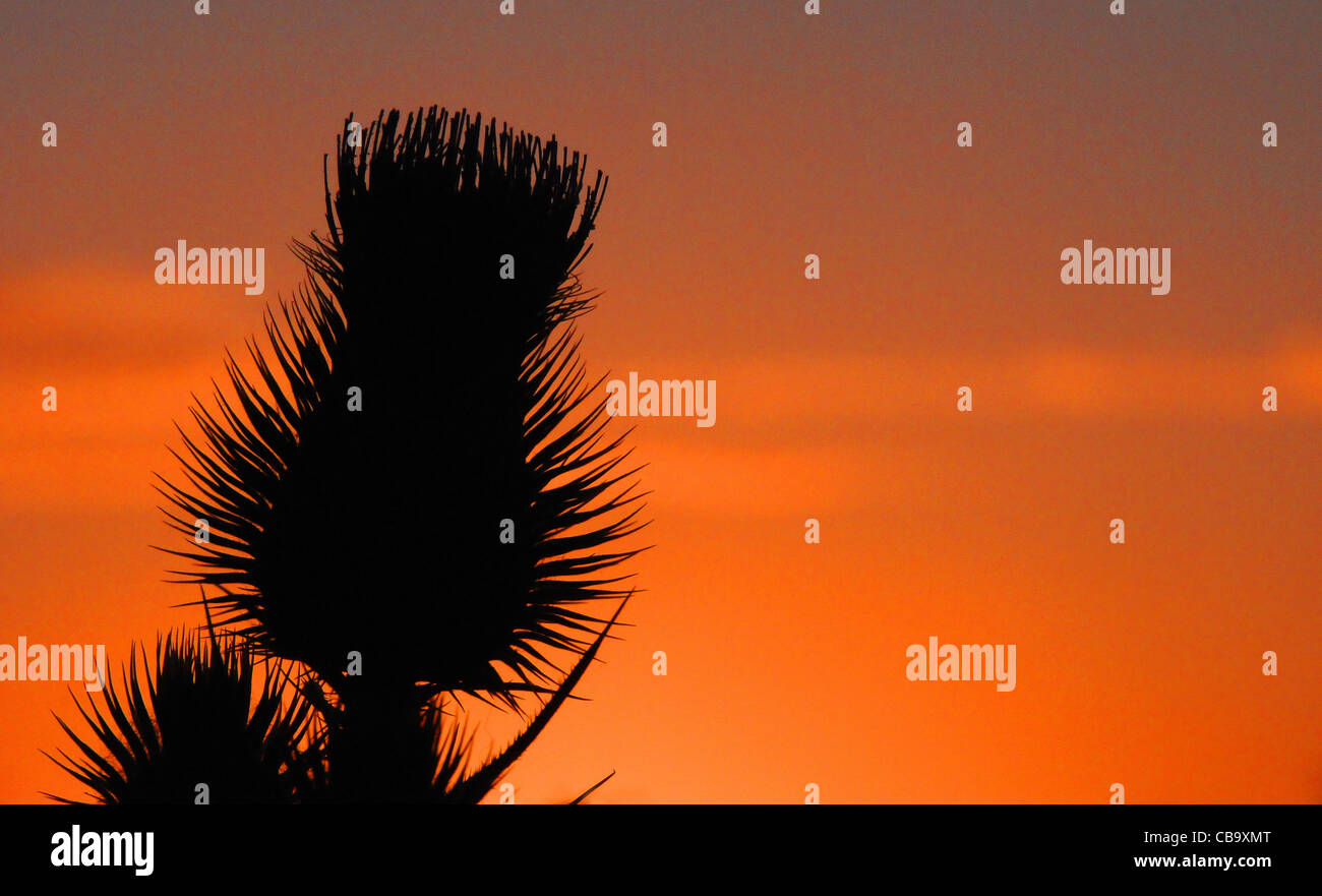 Silhouette of the milk thistle flower head against a red sunset Stock Photo