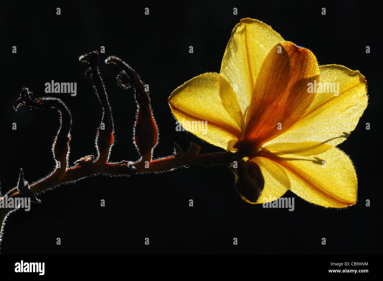Back lighting showing 3 ghost like dry flowers and one terminal yellow  one of 'Wachendorfia brachyandra' indigenous fynbos. Stock Photo