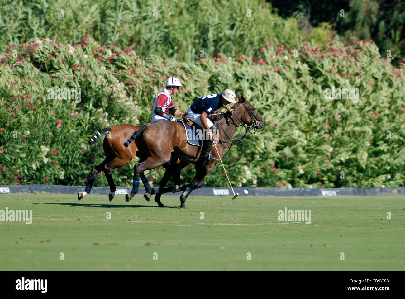 2 polo players in action with one striking the ball Stock Photo