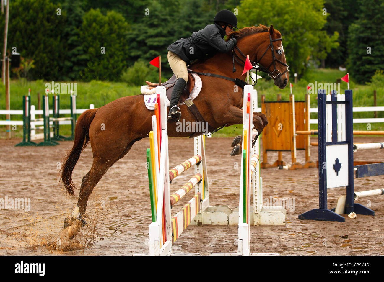 Chestnut horse jumping fence Stock Photo