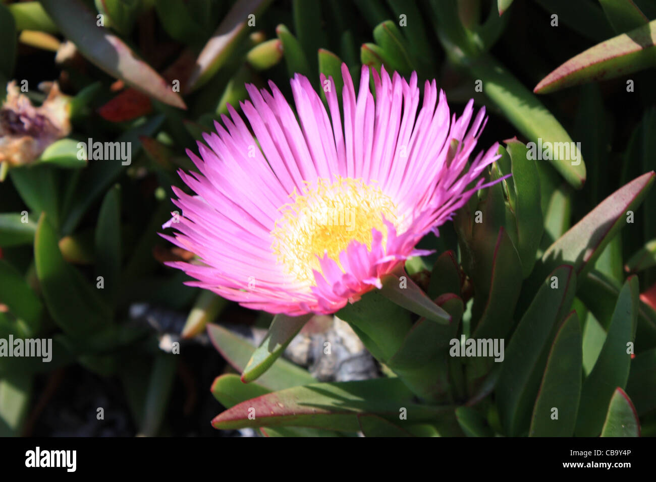 pink flowers appear on a creeping succulent Sally-my-handsome plant (Carpobrotus acinaciformis) also known as a Hottentot Fig Stock Photo