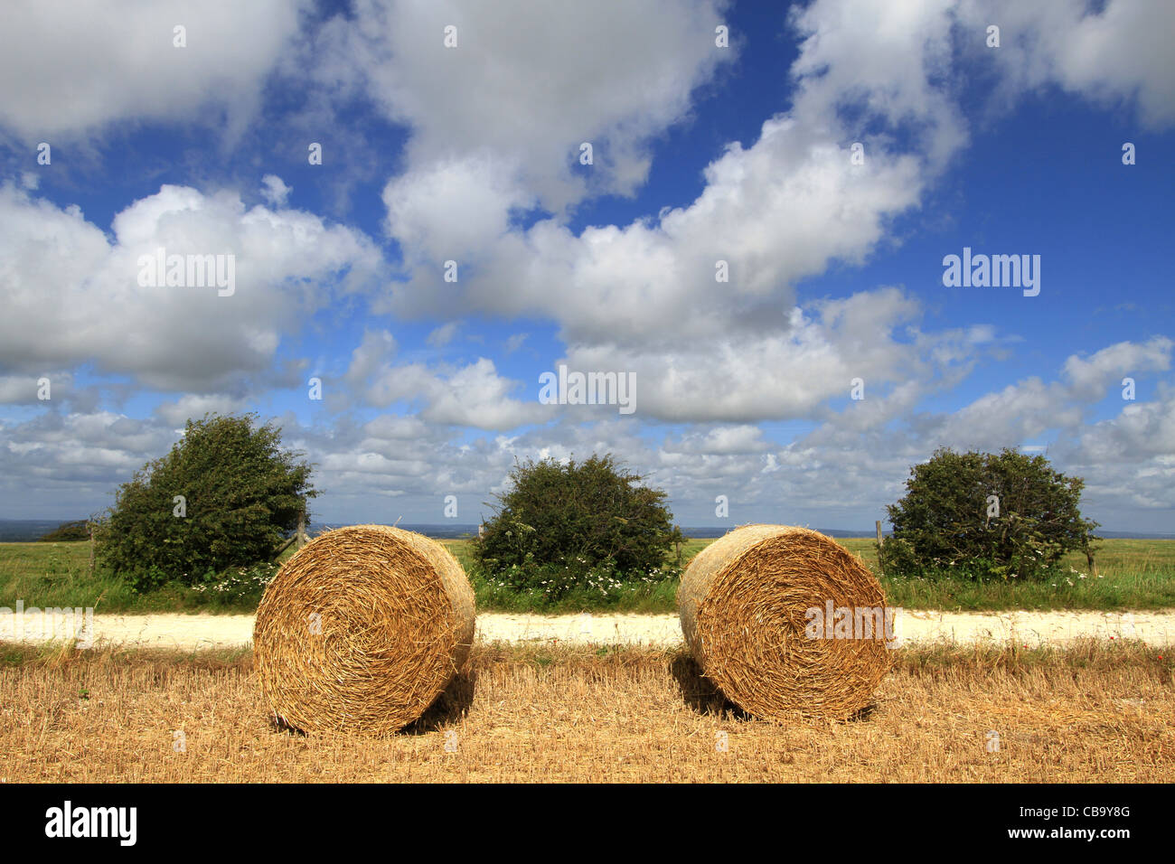 Two hay bales and three bushes on the South Downs, Sussex in late ...
