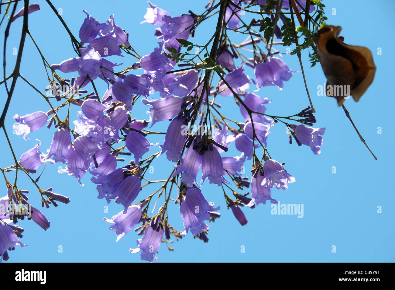 Jacaranda flowers against the blue sky Stock Photo