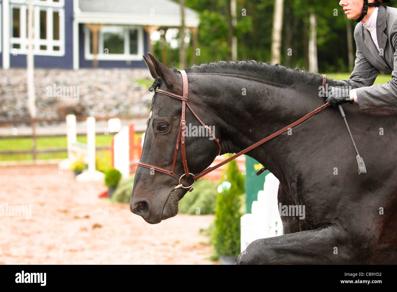 Black stallion jumping fence Stock Photo