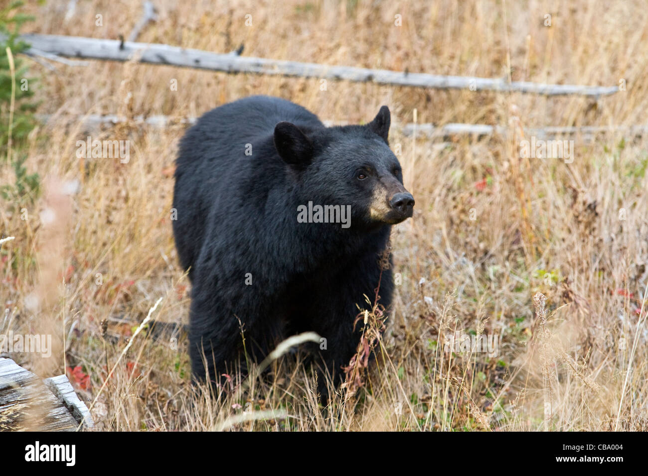 Black Bear - Oak woodland Stock Photo - Alamy