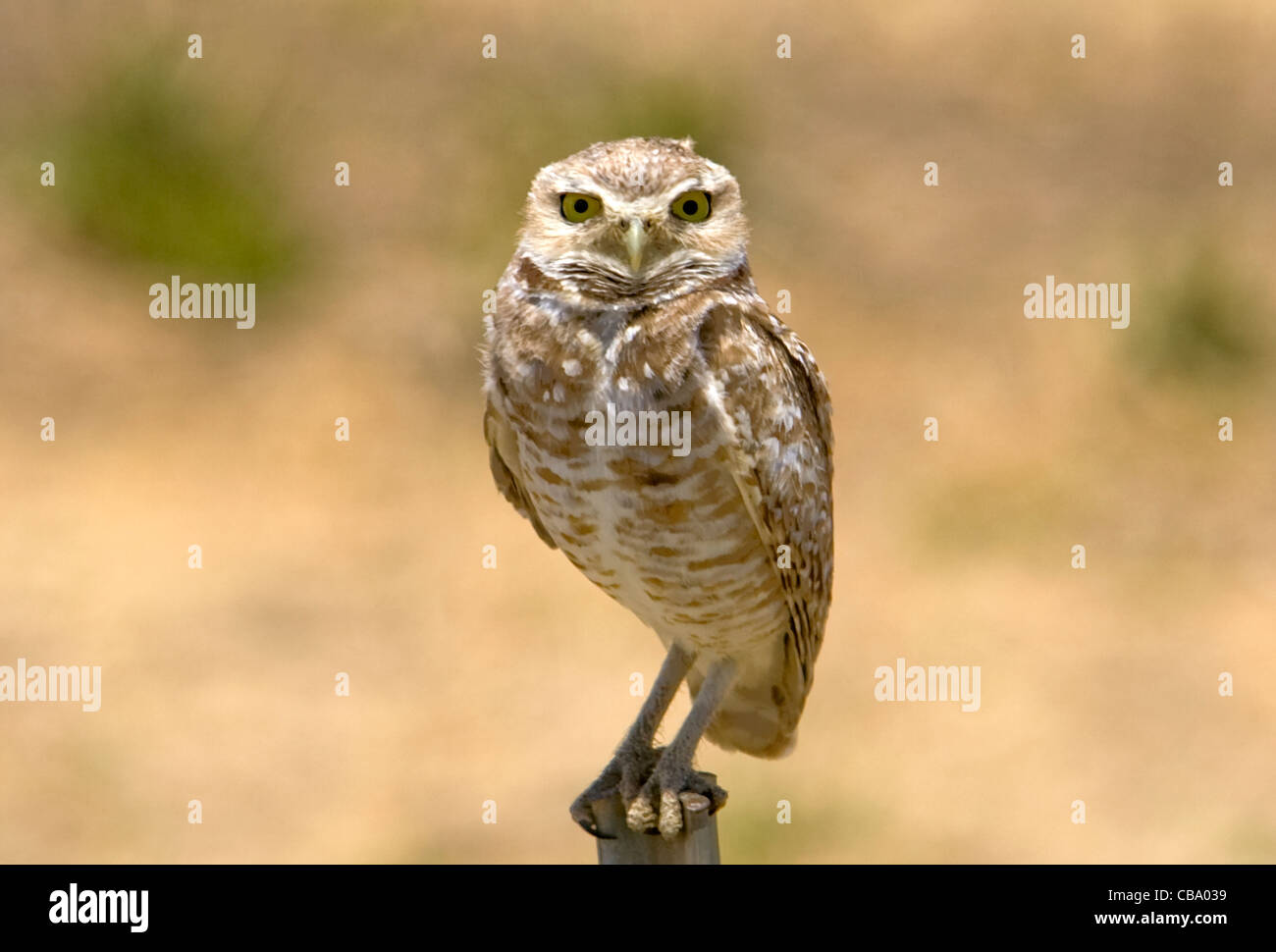 Burrowing Owl, Mojave desert Stock Photo Alamy