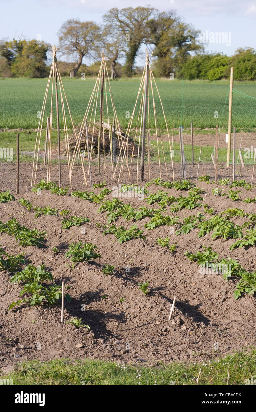 Village Allotment. Potatoes growing in front with Runner Beans and climbing wig-wam support sticks, behind. Hickling, Norfolk. Stock Photo